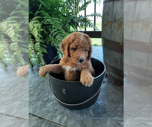 Bernedoodle (Miniature) Puppy for sale in ELNORA, IN, USA