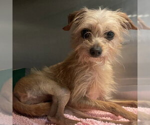 Toxirn Dogs for adoption in Rancho Cucamonga, CA, USA