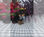 Small #2 Yorkshire Terrier