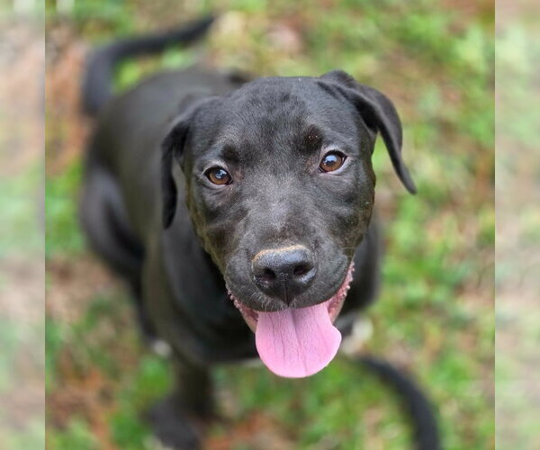 Medium Photo #1 Boxer-Unknown Mix Puppy For Sale in Canton, CT, USA