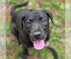 Boxer-Unknown Mix Dogs for adoption in Canton, CT, USA