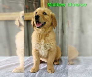 Golden Retriever Puppy for sale in HOLTON, MI, USA