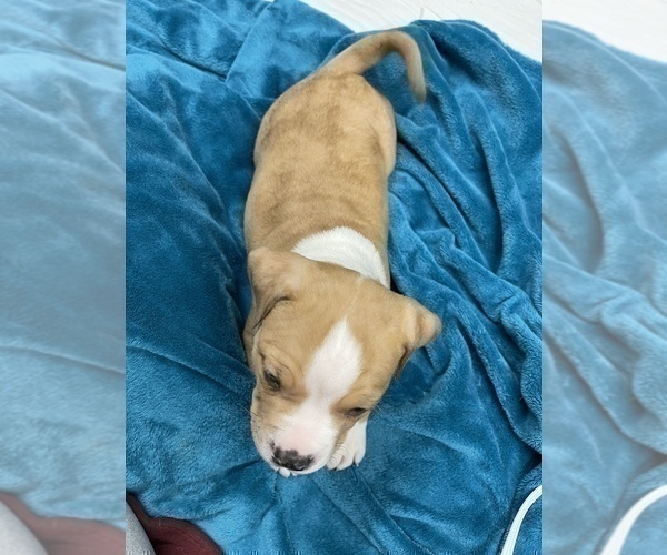 Medium Photo #100 American Bully Puppy For Sale in REESEVILLE, WI, USA
