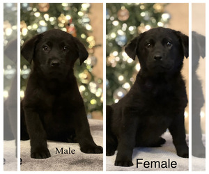 Flat Coated Retriever-Golden Retriever Mix Puppy for sale in HEBRON, KY, USA