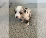 Small Photo #11 Miniature Australian Shepherd Puppy For Sale in ARDMORE, OK, USA