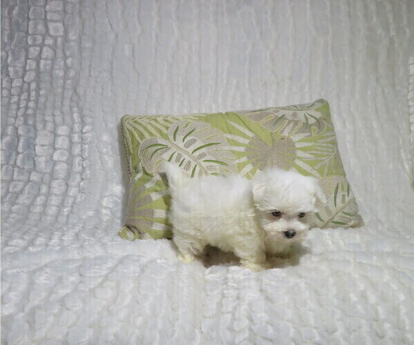 Medium Photo #3 Maltese Puppy For Sale in COOKEVILLE, TN, USA