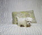 Small #2 Maltese