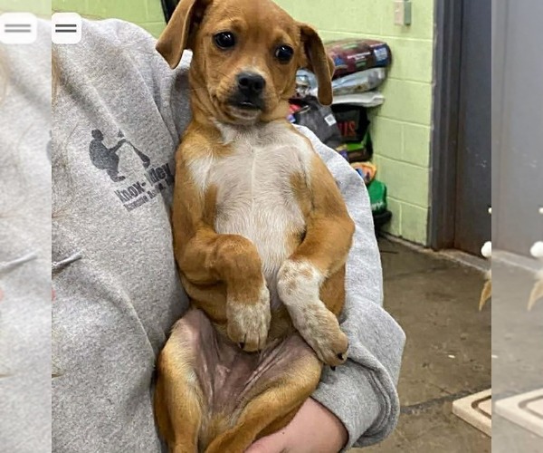 Medium Photo #3 Chihuahua-Unknown Mix Puppy For Sale in Westwood, NJ, USA