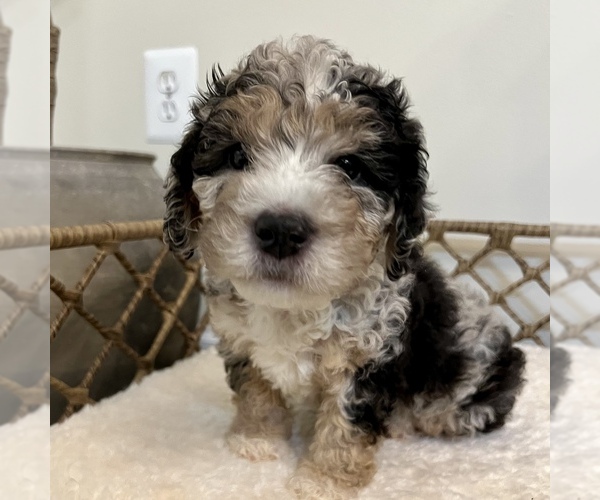 Medium Photo #6 Australian Mountain Dog Puppy For Sale in CULPEPER, VA, USA