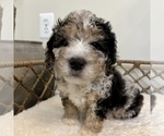 Small #5 Australian Mountain Dog