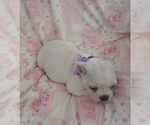 Small Photo #6 Boston Terrier Puppy For Sale in ALBANY, OH, USA