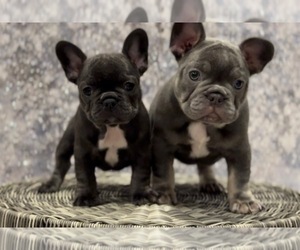 French Bulldog Puppy for Sale in AUBURN, Alabama USA