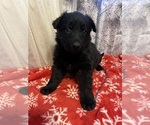 Puppy 2 German Shepherd Dog