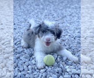 Aussiedoodle Miniature  Puppy for sale in TROY, MO, USA