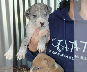 American Pit Bull Terrier-Catahoula Leopard Dog Mix Dogs for adoption in Frankenmuth, MI, USA