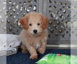Image preview for Ad Listing. Nickname: Peter