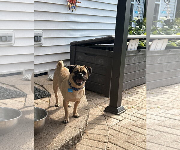 Medium Photo #2 Mutt Puppy For Sale in Plainfield, IL, USA