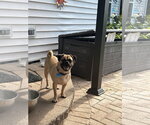 Small #1 Mutt