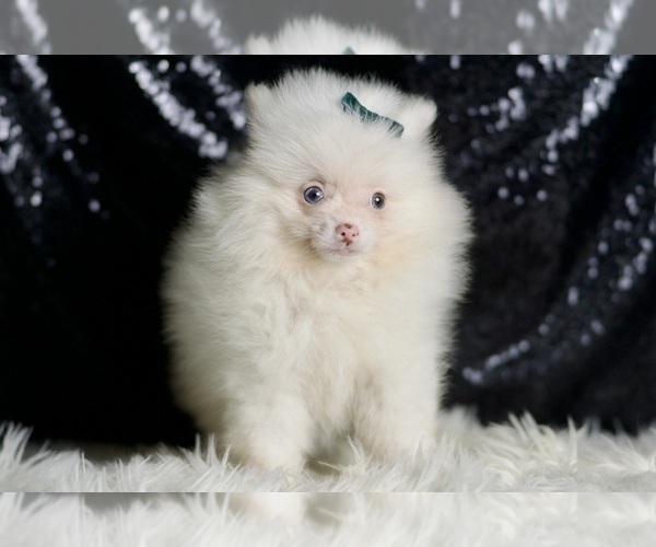 Medium Photo #12 Pomeranian Puppy For Sale in WARSAW, IN, USA