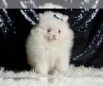 Small Photo #12 Pomeranian Puppy For Sale in WARSAW, IN, USA