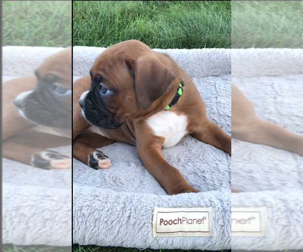 Medium Photo #5 Boxer Puppy For Sale in APPLE CREEK, OH, USA