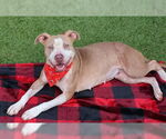 Small #8 American Pit Bull Terrier Mix
