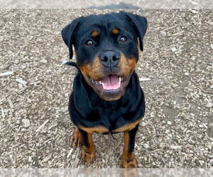 Labrottie Dogs for adoption in Santa Cruz, CA, USA