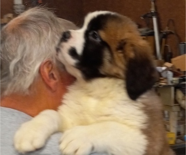 Medium Photo #7 Saint Bernard Puppy For Sale in BETHEL, MO, USA