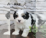 Puppy Alex Bernedoodle (Miniature)