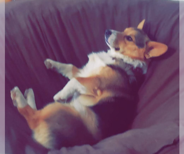 Medium Photo #1 Pembroke Welsh Corgi Puppy For Sale in JOSEPH, UT, USA