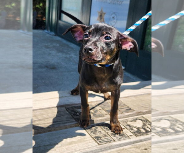Medium Photo #3 Chihuahua-Unknown Mix Puppy For Sale in Batavia, NY, USA