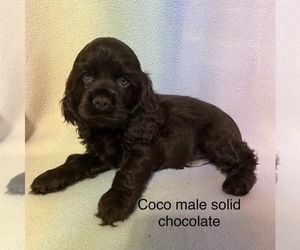 Cocker Spaniel Puppy for Sale in SUMTER, South Carolina USA