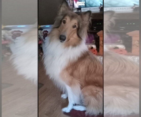 Medium Photo #2 Collie Puppy For Sale in Chantilly, VA, USA