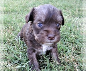 Schnauzer (Miniature) Puppy for sale in WICHITA FALLS, TX, USA