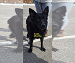 Small #1 German Shepherd Dog