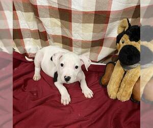 American Pit Bull Terrier-Unknown Mix Dogs for adoption in Modesto, CA, USA