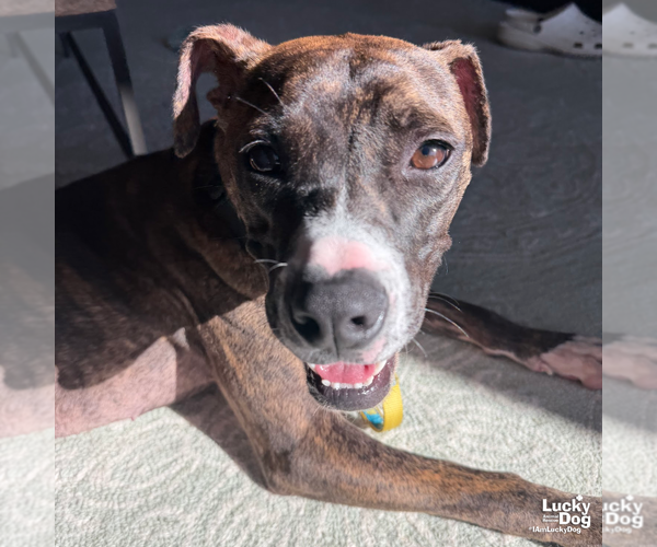 Medium Photo #8 Boxer-Unknown Mix Puppy For Sale in Washington, DC, USA