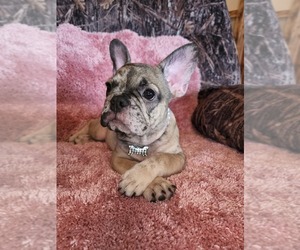 French Bulldog Puppy for sale in HUMBOLDT, IA, USA