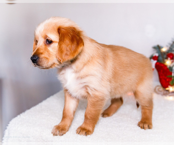 Medium Photo #5 Golden Retriever Puppy For Sale in WAKARUSA, IN, USA