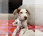 Small #5 Mutt