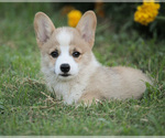 Small Photo #8 Pembroke Welsh Corgi Puppy For Sale in ELKTON, KY, USA