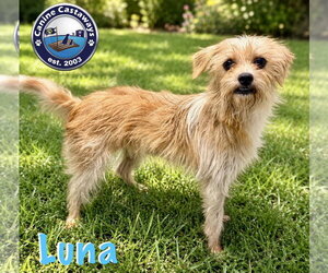 Chihuahua-Norfolk Terrier Mix Dogs for adoption in Arcadia, FL, USA