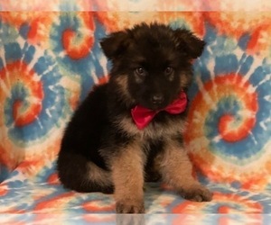 German Shepherd Dog Puppy for sale in LANCASTER, PA, USA