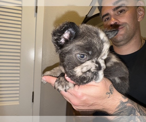 Medium Photo #7 French Bulldog Puppy For Sale in SAN DIEGO, CA, USA