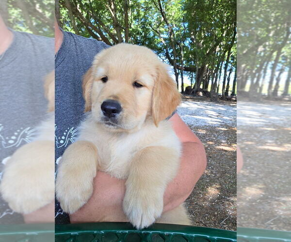 Medium Photo #1 Golden Retriever Puppy For Sale in PLANT CITY, FL, USA