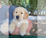 Small Golden Retriever