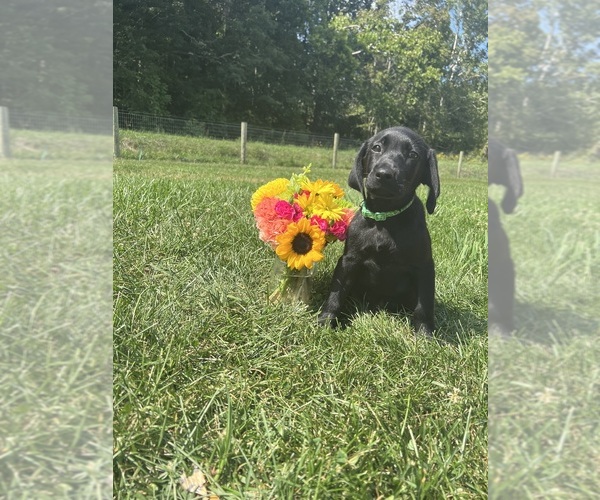 Medium Photo #1 Labrador Retriever Puppy For Sale in NEOLA, WV, USA