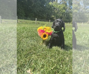 Labrador Retriever Puppy for sale in NEOLA, WV, USA