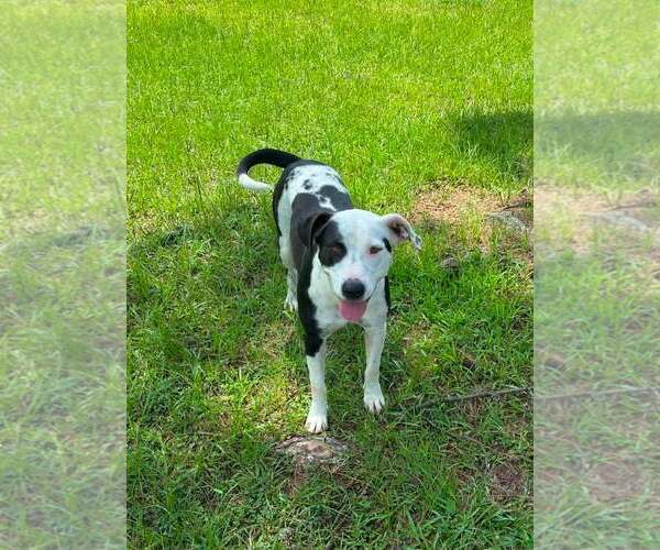 Medium Photo #2 Mutt Puppy For Sale in Rockaway, NJ, USA