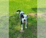 Small #1 Mutt
